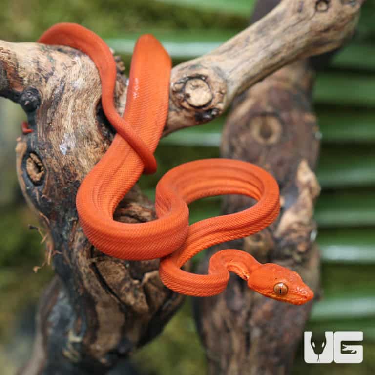 Baby Halloween Phase Amazon Tree Boas For Sale Underground Reptiles