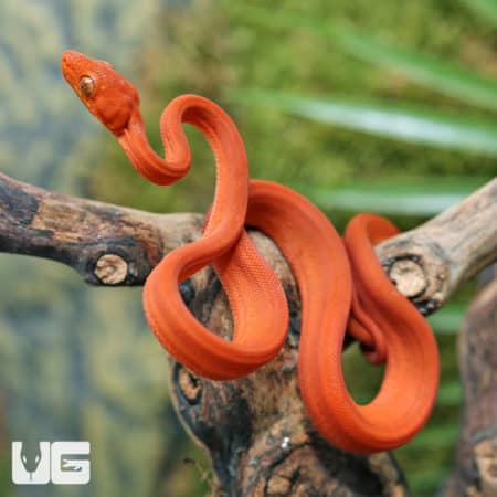 C.B. Baby Fire Red Colored Amazon Tree Boa (Corallus hortulanus) for sale