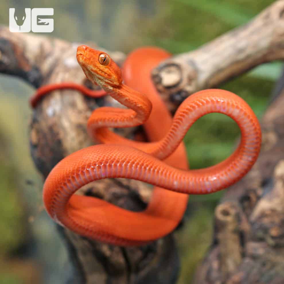 Baby Halloween Phase Amazon Tree Boas For Sale Underground Reptiles
