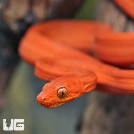C.B. Baby Fire Red Colored Amazon Tree Boa (Corallus hortulanus) for sale