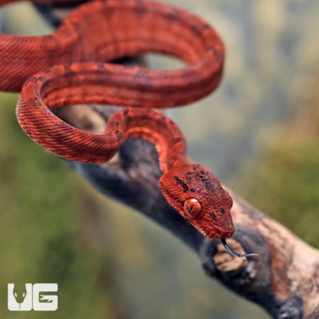 C.B. Baby Colored Red Amazon Tree Boa (Corallus hortulanus) for sale