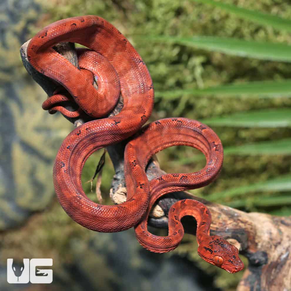 Baby Halloween Phase Amazon Tree Boas For Sale Underground Reptiles