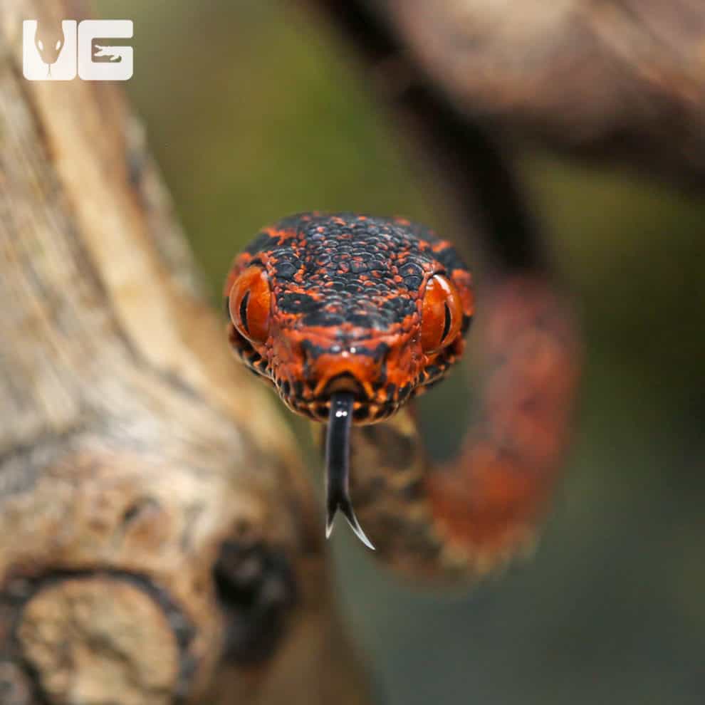 Baby Halloween Phase Amazon Tree Boas For Sale Underground Reptiles