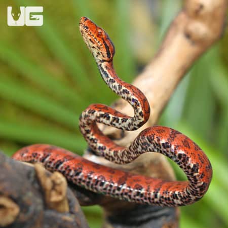 C.B. Baby Colored Amazon Tree Boa (Corallus hortulanus) For Sale - Underground Reptiles