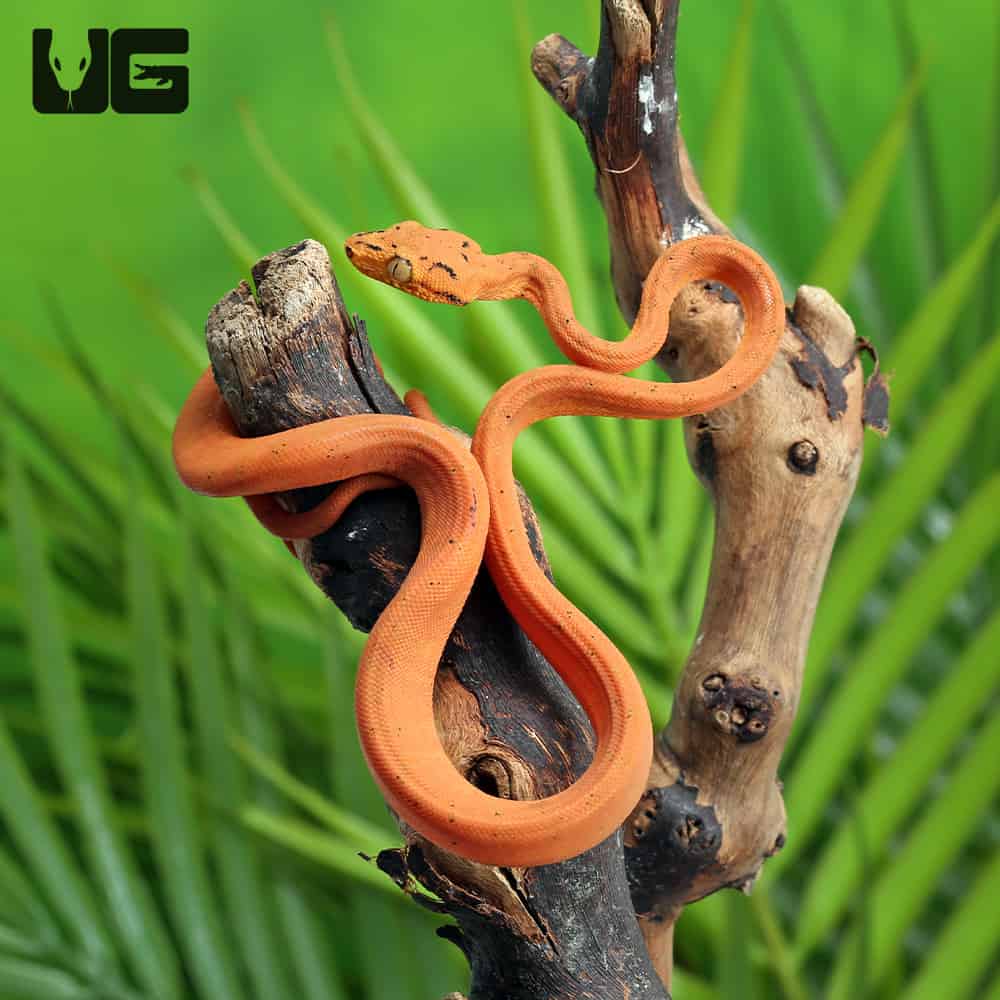 C.B. Baby Orange Colored Amazon Tree Boa (Corallus hortulanus) For Sale - Underground Reptiles
