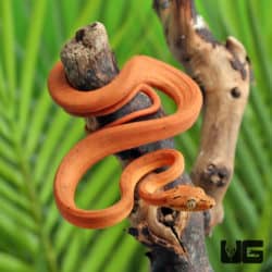 C.B. Baby Orange Colored Amazon Tree Boa (Corallus hortulanus) For Sale - Underground Reptiles