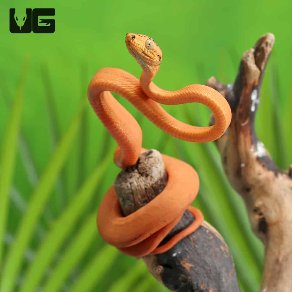 C.B. Baby Orange Colored Amazon Tree Boa (Corallus hortulanus) For Sale - Underground Reptiles