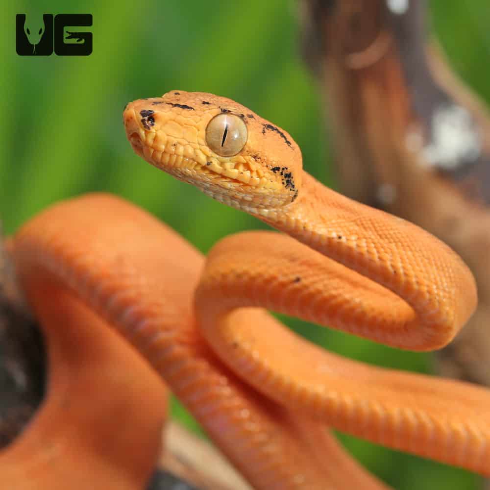C.B. Baby Orange Colored Amazon Tree Boa (Corallus hortulanus) For Sale - Underground Reptiles