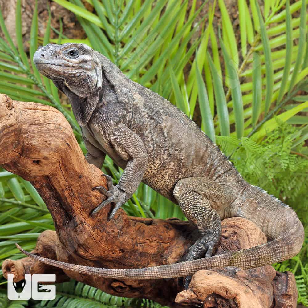 Rhino Iguanas For Sale - Underground Reptiles