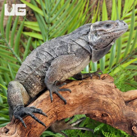 Rhino Iguanas For Sale - Underground Reptiles