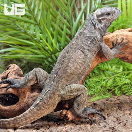 Rhino Iguanas For Sale - Underground Reptiles