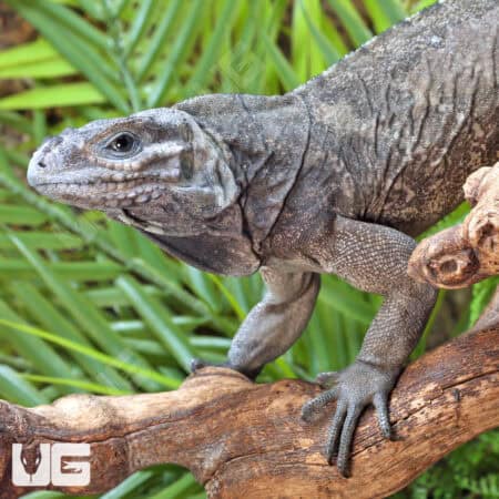 Rhino Iguanas For Sale - Underground Reptiles