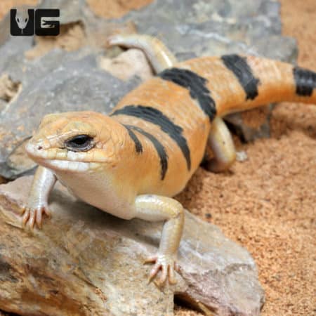 Peter's Banded Skinks (Scincopus fasciatus) for sale