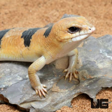 Peter's Banded Skinks (Scincopus fasciatus) for sale