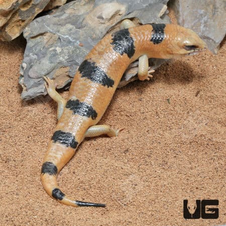 Peter's Banded Skinks (Scincopus fasciatus) for sale