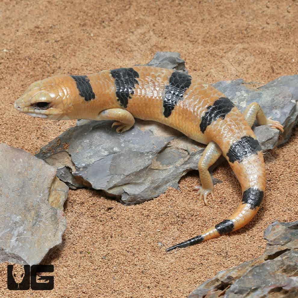 Peter's Banded Skinks For Sale Underground Reptiles