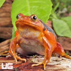 Tomato Frog For Sale - Underground Reptile