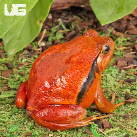 Tomato Frog For Sale - Underground Reptile
