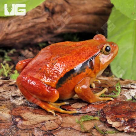 Tomato Frog For Sale - Underground Reptile