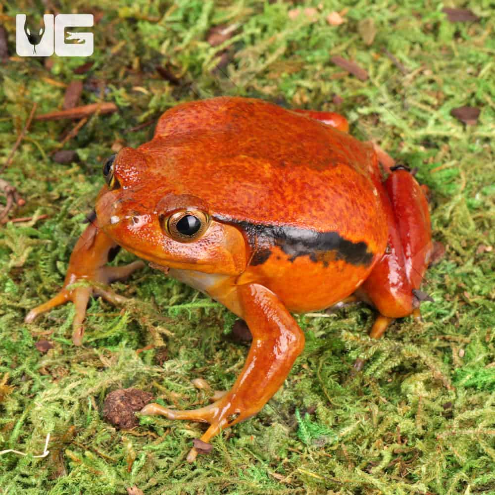 Tomato Frog For Sale - Underground Reptile