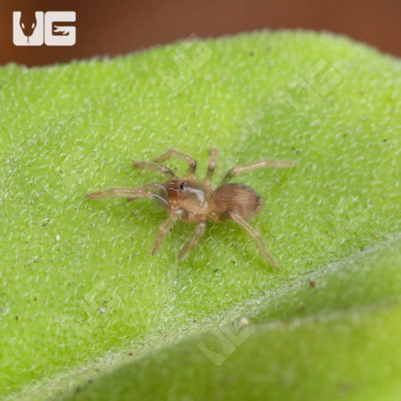 Trinidad Dwarf Tiger Tarantula For Sale - Underground Reptiles