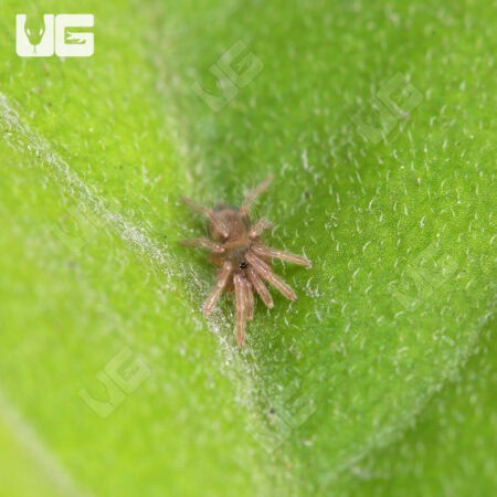 Trinidad Dwarf Tiger Tarantula For Sale - Underground Reptiles