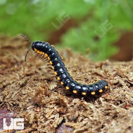 Yellow Dragon Millipede (Orthomorpha Communis) For Sale - Underground Reptiles