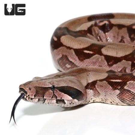 High Pink Redtail Boa (Boa c. constrictor) For Sale - Underground Reptiles