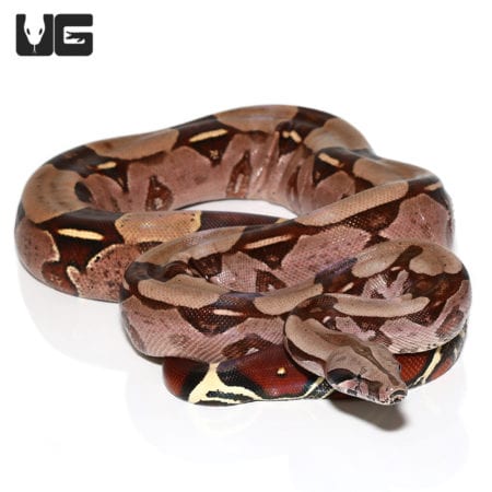 High Pink Redtail Boa (Boa c. constrictor) For Sale - Underground Reptiles