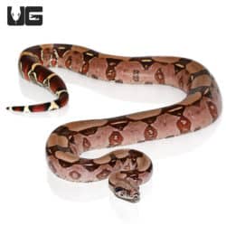 High Pink Redtail Boa (Boa c. constrictor) For Sale - Underground Reptiles