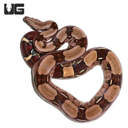 High Pink Redtail Boa (Boa c. constrictor) For Sale - Underground Reptiles