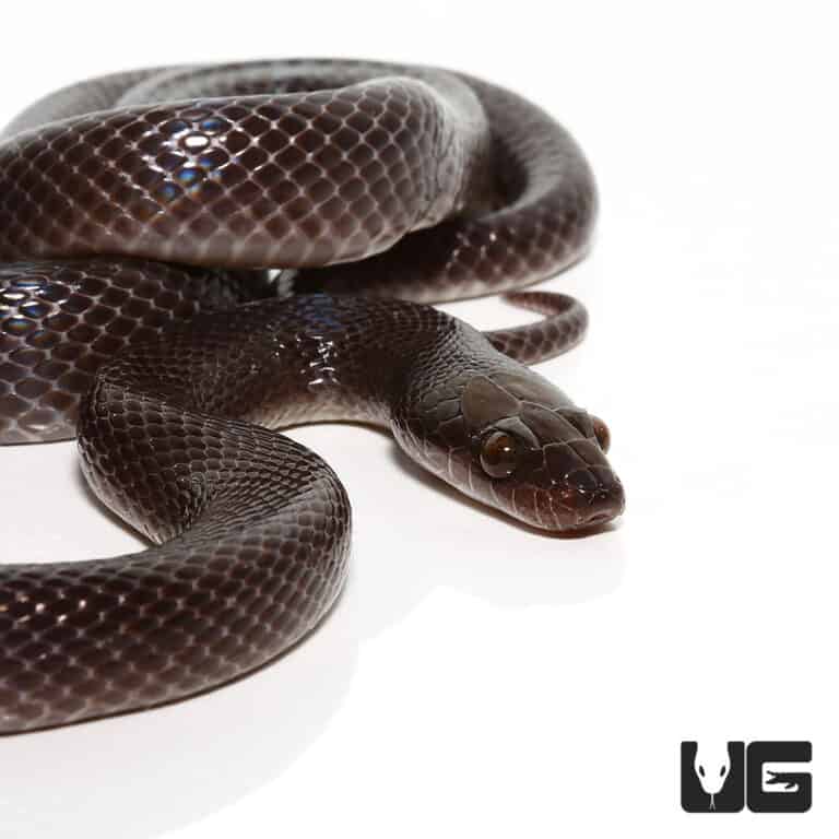 African Black House Snakes Lamprophis Fuliginosus For Sale   Ug African Black House Snake 1 768x768 