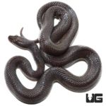 African Black House Snakes For Sale - Underground Reptiles