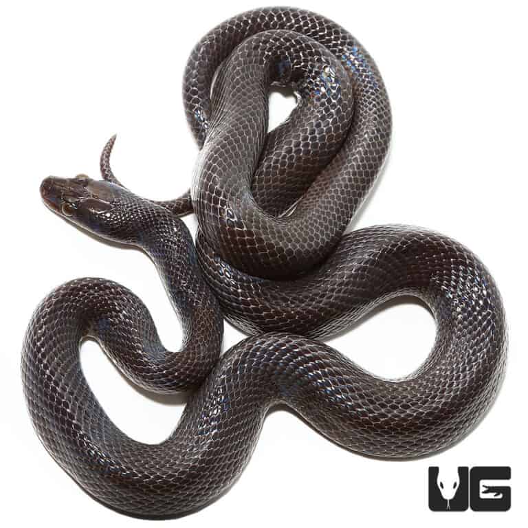 African Black House Snakes (Lamprophis fuliginosus) For Sale ...