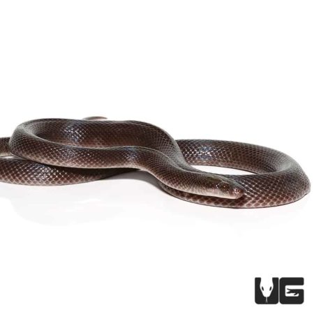 African Black House Snakes Lamprophis Fuliginosus For Sale   Ug African Black House Snake 4 450x450 