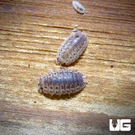 Agabiformus Lentus Isopods for sale - Underground Reptiles