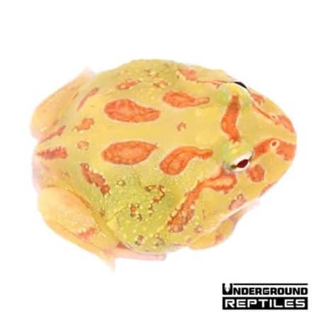 Albino Pacman Frogs For Sale - Underground Reptiles