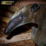 Tamandua Anteater For Sale - Underground Reptiles