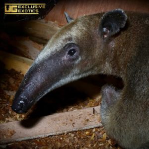 Tamandua Anteater - Underground Reptiles