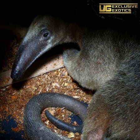 Tamandua Anteater For Sale - Underground Reptiles