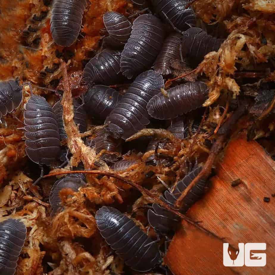 Isopods For Sale - Underground Reptiles