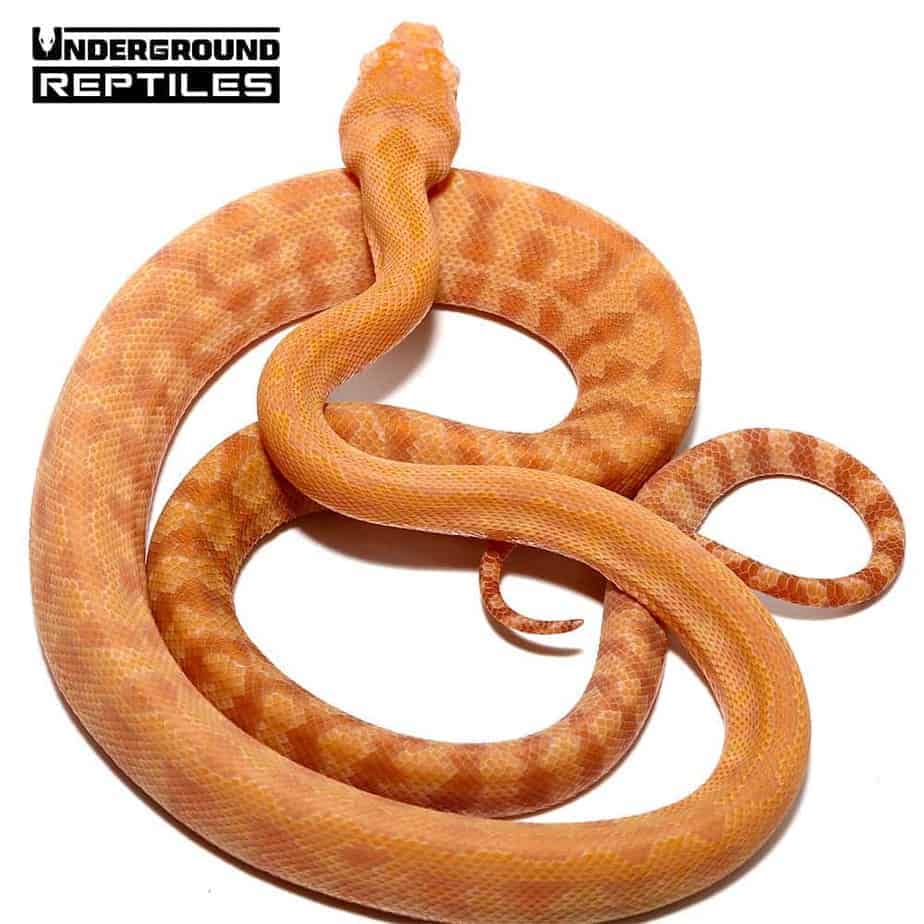 Baby Albino Tiger Darwin's Carpet Python - Underground Reptiles