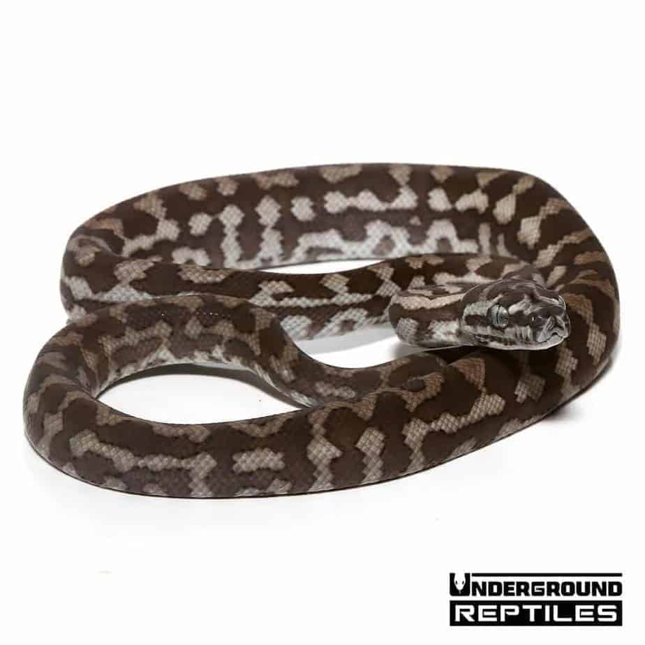 Baby Axanthic Coastal Carpet Python Underground Reptiles