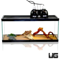 Baby Bearded Dragon Setup For Sale - Underground Reptiles