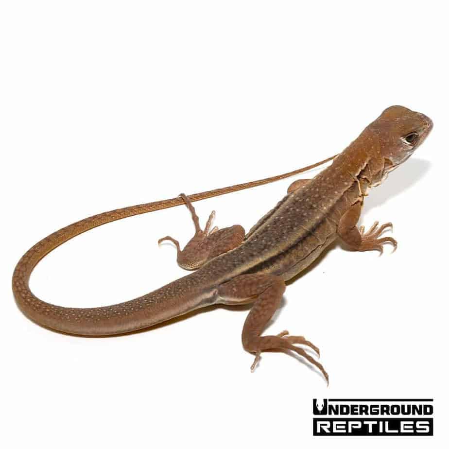 Baby Butterfly Agama Underground Reptiles