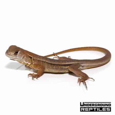 agama butterfly baby lizards animals other