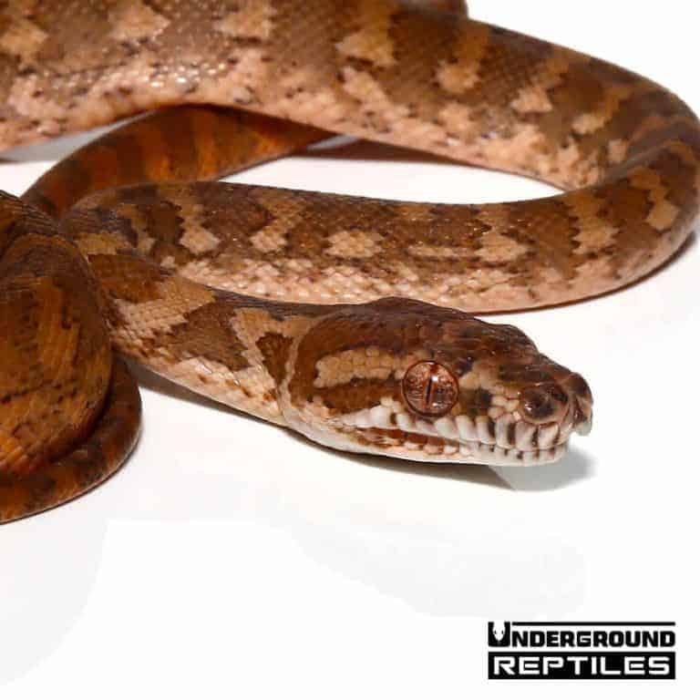 Baby Darwin's Carpet Python Underground Reptiles