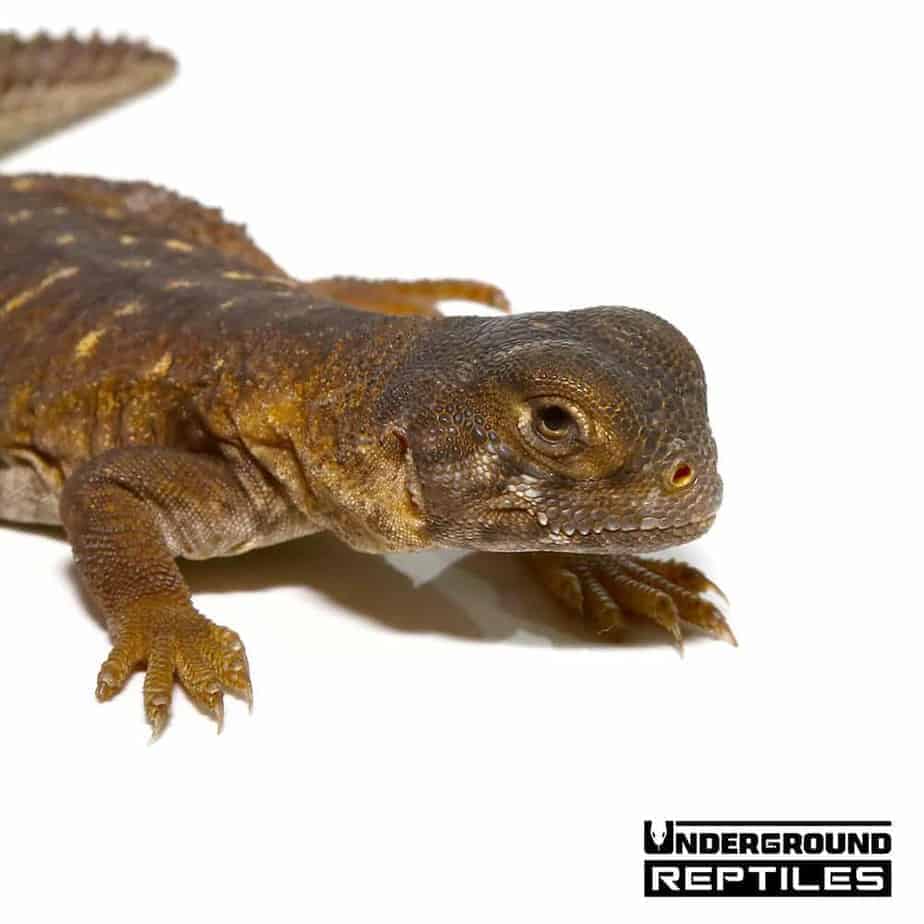 Baby Egyptian Uromastyx - Underground Reptiles