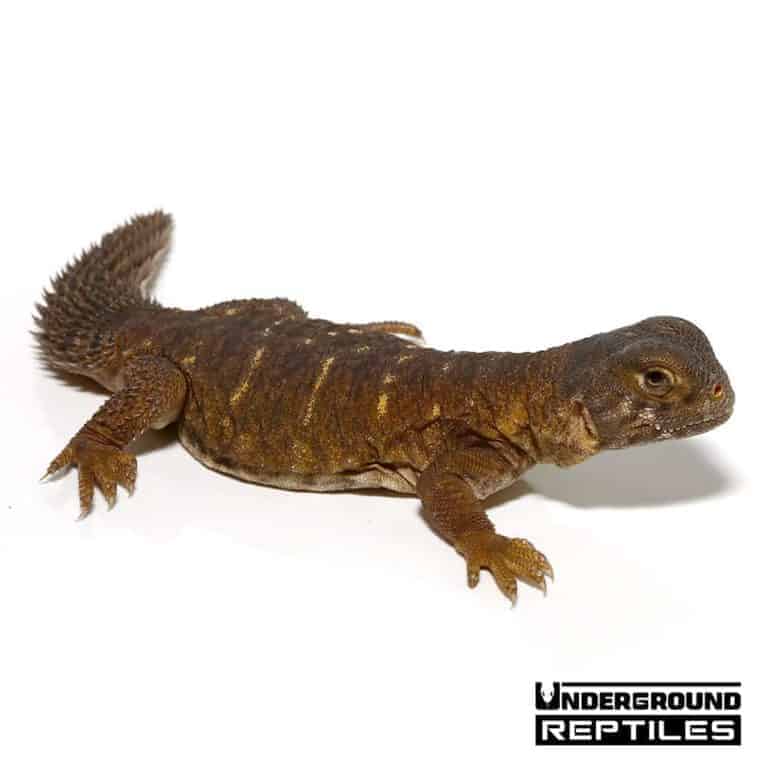 Baby Egyptian Uromastyx - Underground Reptiles
