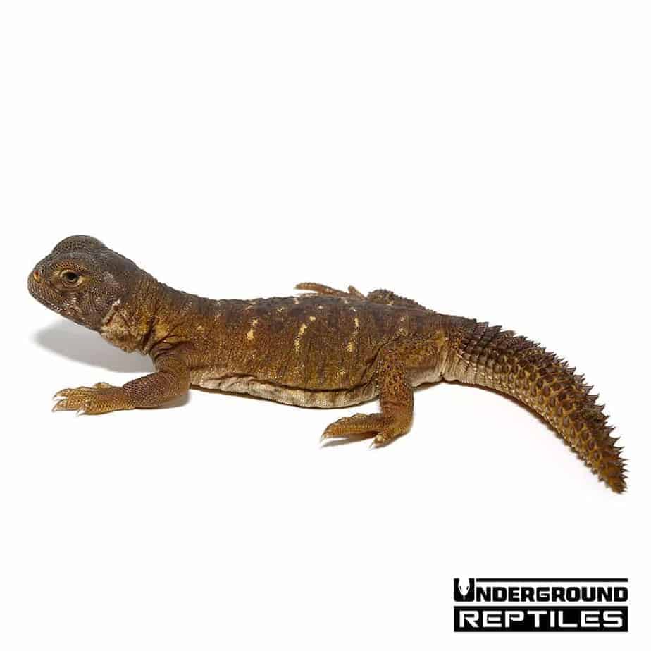 Baby Egyptian Uromastyx Underground Reptiles